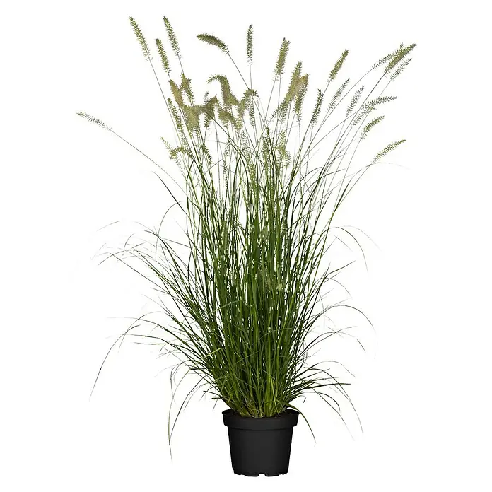 Piardino Federborstengras - Pennisetum alopecuroides 'Hameln' - Vorderansicht