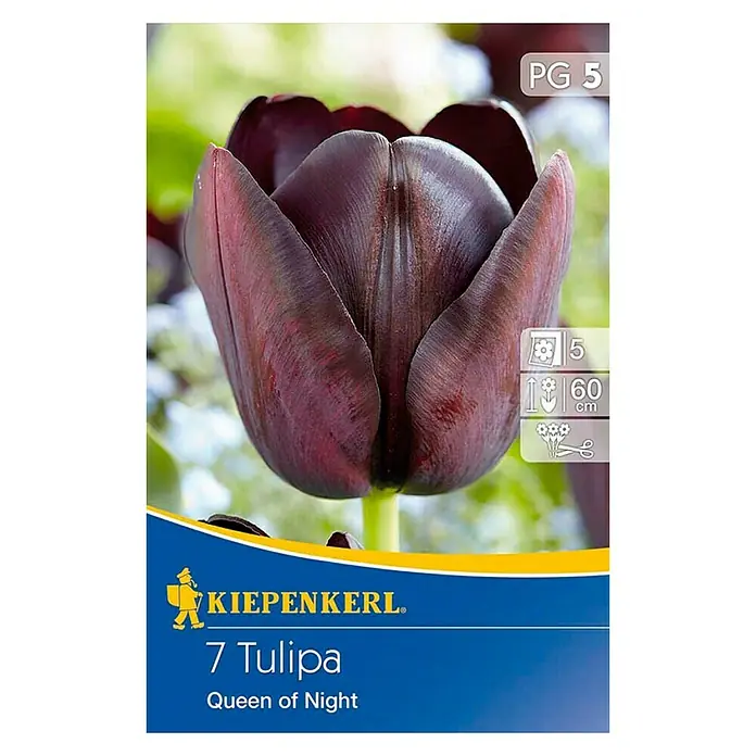 Kiepenkerl Frühlingsblumenzwiebeln Tulpe 'Queen of Night' - Tulipa x hybrida, 7 Stk. - Vorderansicht