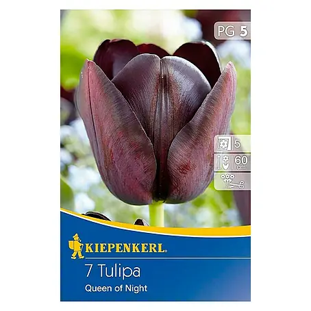 Kiepenkerl  Frühlingsblumenzwiebeln Tulpe 'Queen of Night'