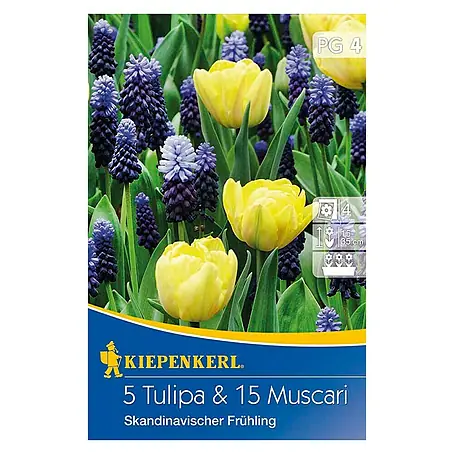 Kiepenkerl  Frühlingsblumenzwiebeln Skandinavischer Frühling