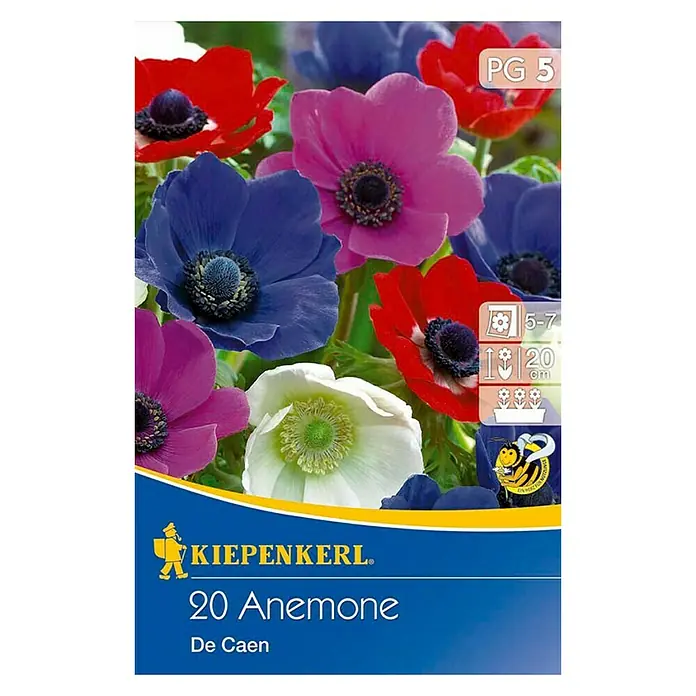 Kiepenkerl Frühlingsblumenzwiebeln - Anemone coronaria, 20 Stk. - Vorderansicht