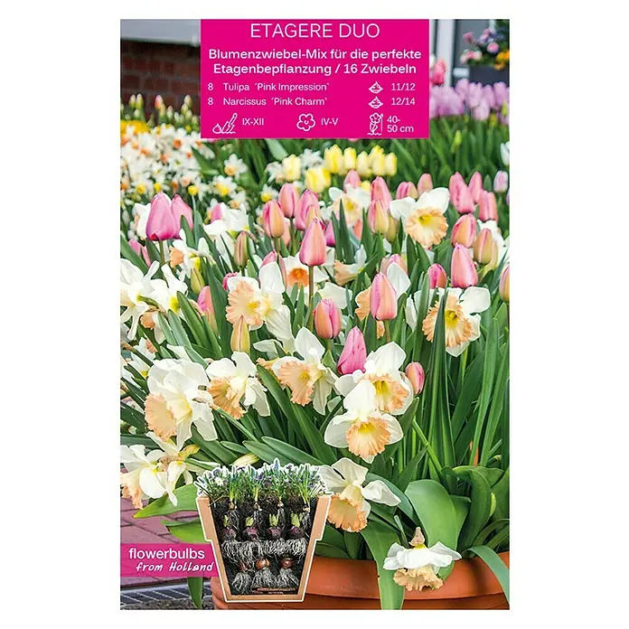 Kiepenkerl Frühlingsblumenzwiebeln Etagere Duo - Etagere Duo - Vorderansicht