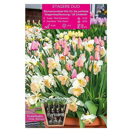 Kiepenkerl  Frühlingsblumenzwiebeln Etagere Duo