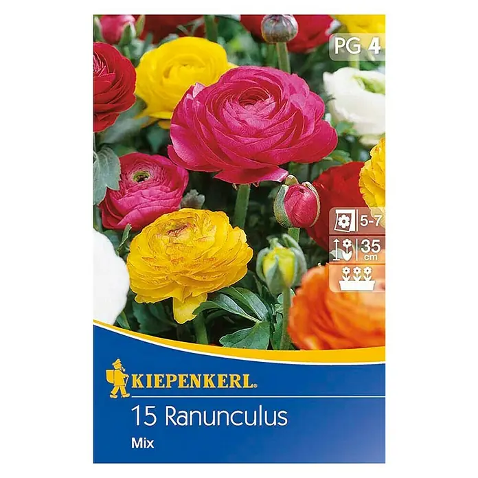 Kiepenkerl Sommerblumenzwiebeln Ranunkel Mix - Ranunculus, 15 Stk. - Vorderansicht