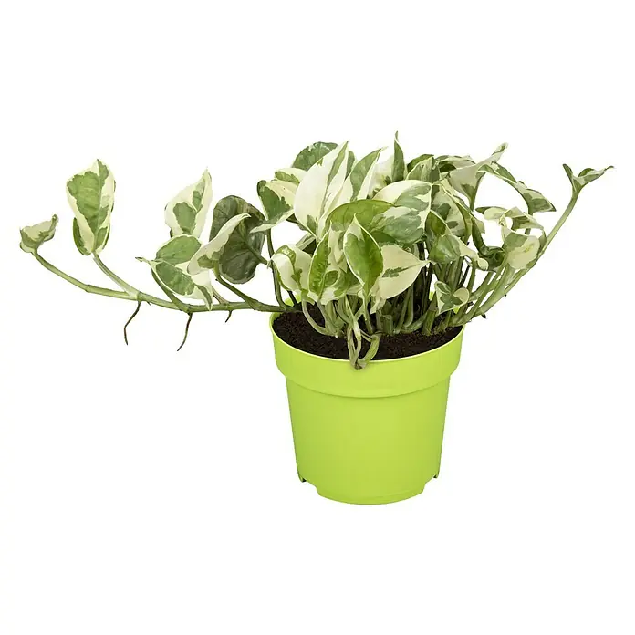 Piardino Efeutute N' Joy - Epipremnum aureum, Topfgröße: 12 cm - Vorderansicht