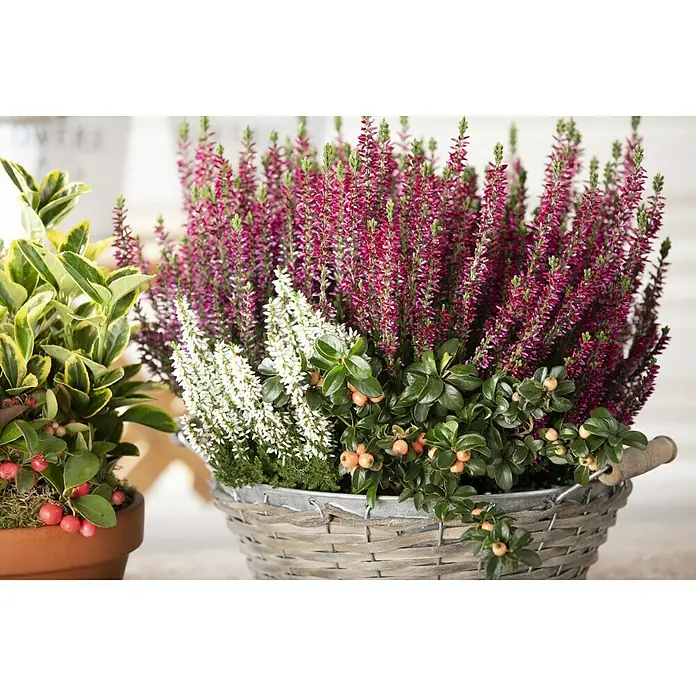Besenheide - Calluna vulgaris Beauty Ladies, Gemischt