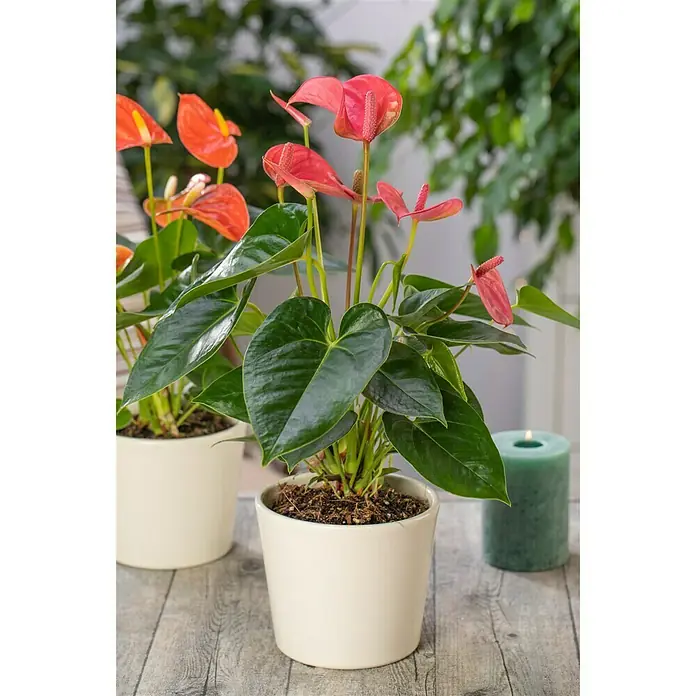 Piardino Flamingoblume - Anthurium andreanum, Topfgröße: 12 cm, Orange/Gelb - Stimmungsaufnahme