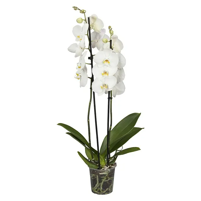 Piardino Schmetterlingsorchidee - Phalaenopsis Hybride, Topfgröße: 15 cm, Weiß, Anzahl Triebe: 2 Stk. - Vorderansicht