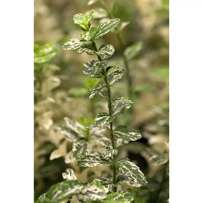 Piardino Weißbunte Kriechspindel - Euonymus fortunei, Grün - Detailaufnahme