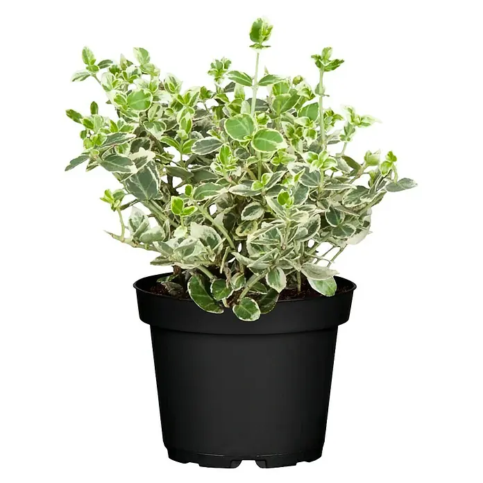 Piardino Spindelstrauch Emerald Gaiety - Euonymus fortunei Emerald Gaiety, Grün mit weißer Umrandung - Vorderansicht