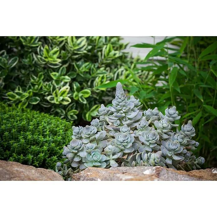 Piardino Dickblatt Sternwurz - Orostachys iwarene - Stimmungsaufnahme