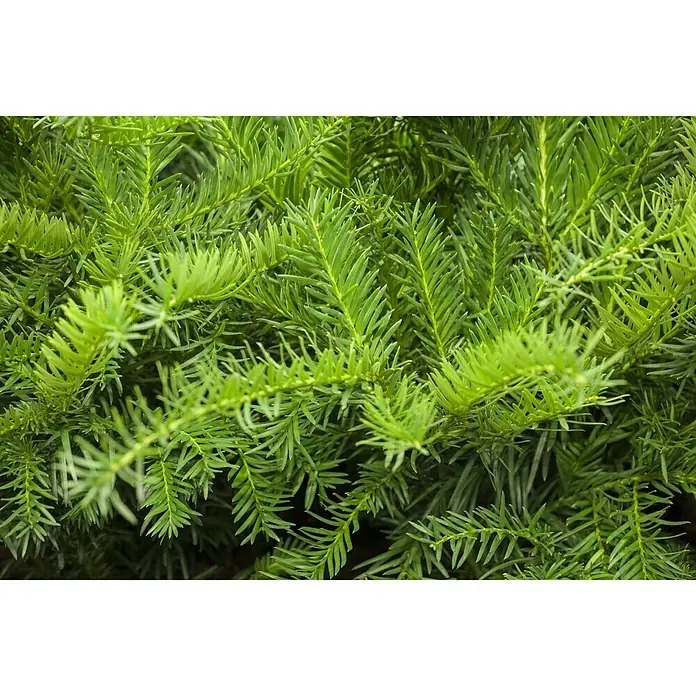Piardino Heimische Eibe Repandens - Taxus baccata 'Repandens' - Detailaufnahme