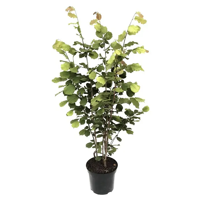 Piardino Avellano - Corylus avellana 'Contorta'