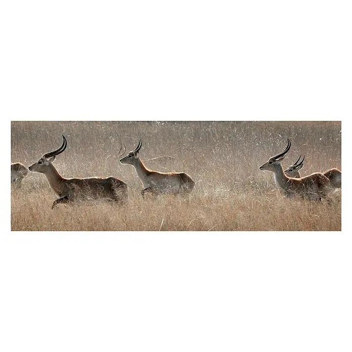 Póster Antílopes - Manada, An x Al: 97 x 30 cm