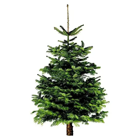 Piardino  Nordmann kerstboom