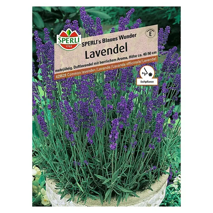 Sperli Blumensamen Lavendel Blaues Wunder - Lavandula angustifolia, Lila - Vorderansicht