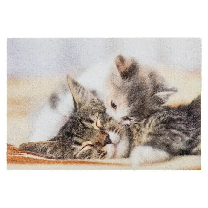 Astra Deco Sauberlaufmatte Print - Kitten, Bunt, 40 x 60 cm, 100 % Polyamid - Ansicht von oben