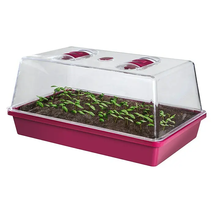 Floraworld Sobni staklenik Classic - 38 x 24 x 12,5 cm, Fuksija - Proizvod u upotrebi