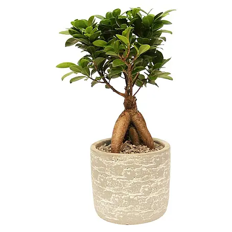 Piardino  Bonsai Ginseng