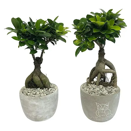Piardino  Bonsai Ginseng