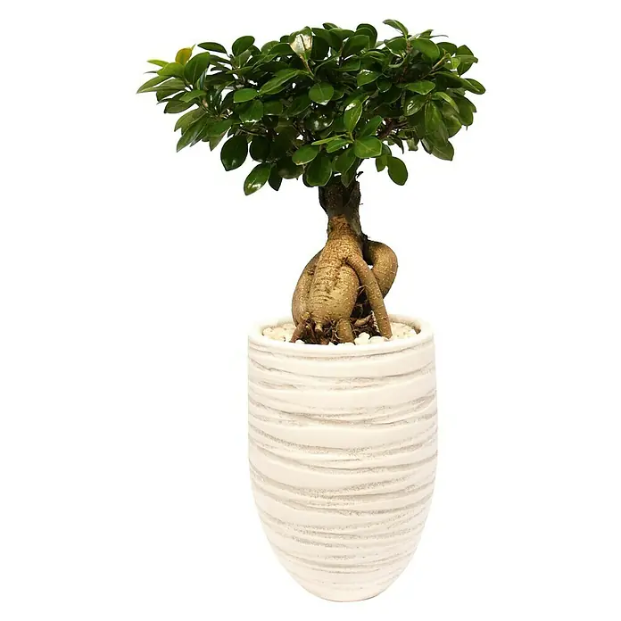 Piardino Bonsai - Ficus microcarpa ginseng, Topfgröße: 16 cm, Dunkelgrün