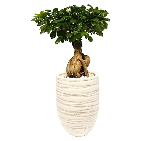 Piardino  Bonsai