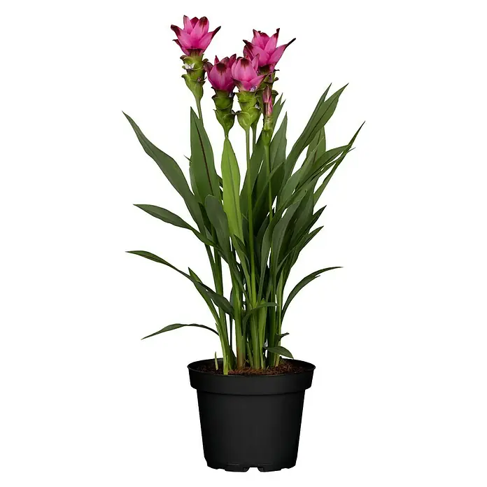 Piardino Safranwurz - Curcuma alismatifolia, Topfgröße: 17 cm - Vorderansicht