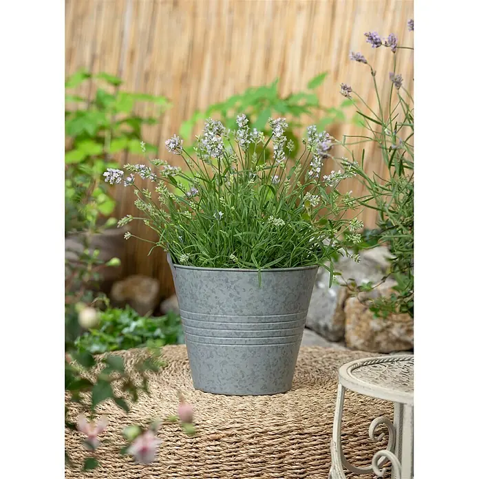 Piardino Lavendel - Lavandula angustifolia 'Hidcote', Violett - Stimmungsaufnahme