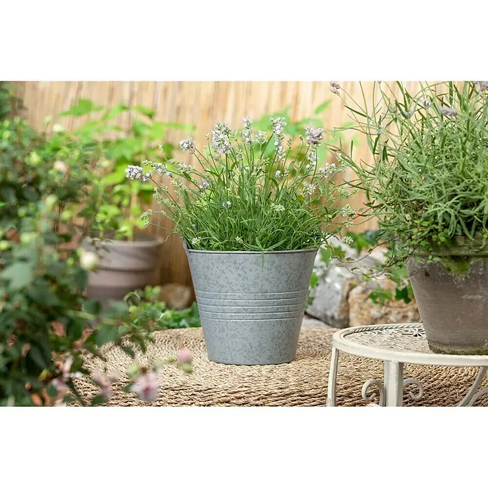 Piardino Lavanda - Lavandula angustifolia 'Hidcote', Violeta - Foto ambiente