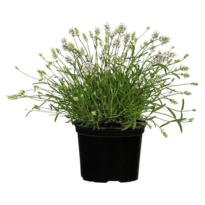 Piardino Lavendel - Lavandula angustifolia 'Hidcote', Violett - Vorderansicht
