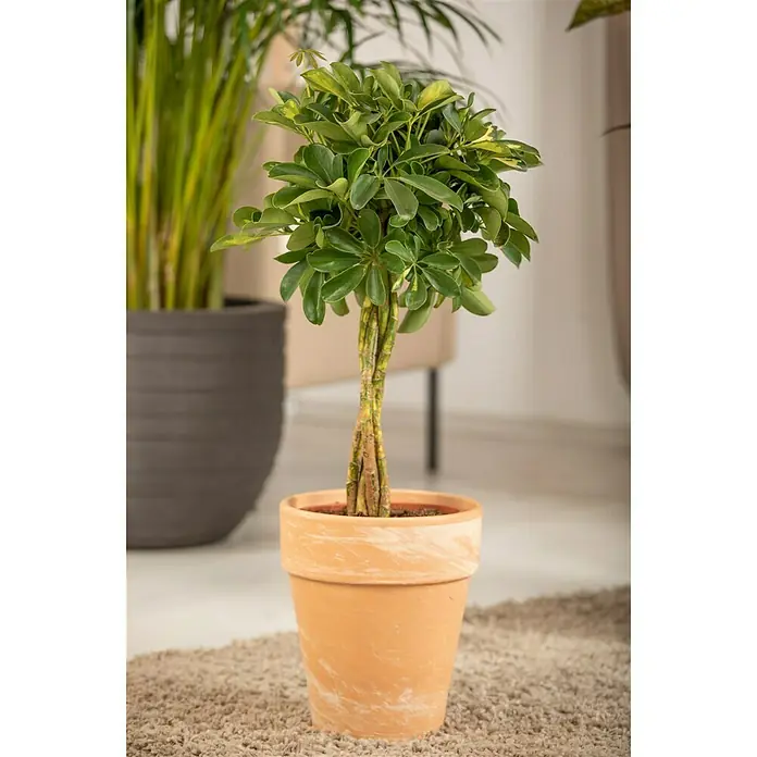 Piardino Strahlenaralie - Schefflera arboricola Gold Capella, Topfgröße: 17 cm, Gelb/Grün - Stimmungsaufnahme