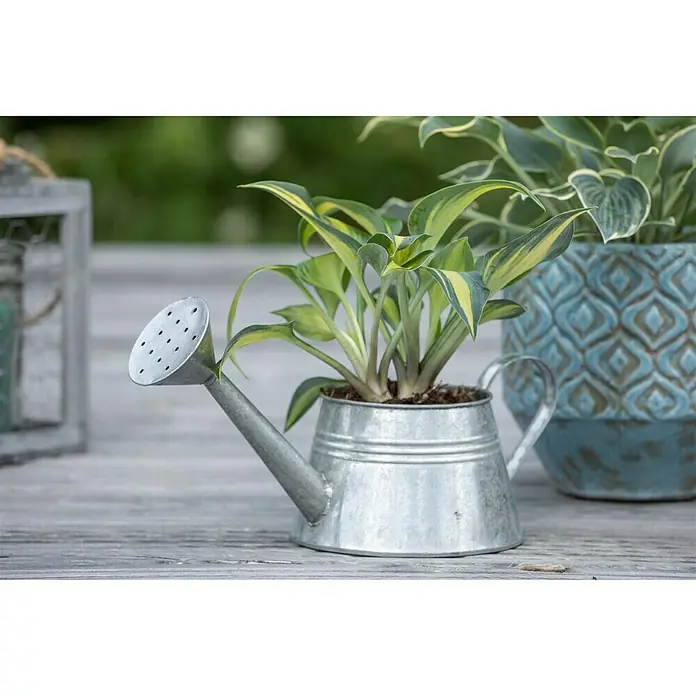Piardino Funkie - Hosta Hybride, Topfgröße: 13 cm, Blütenfarbe: Sortenabhängig, Lila - Stimmungsaufnahme