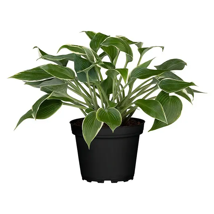 Piardino Funkie - Hosta Hybride, Topfgröße: 13 cm, Blütenfarbe: Sortenabhängig, Lila - Vorderansicht
