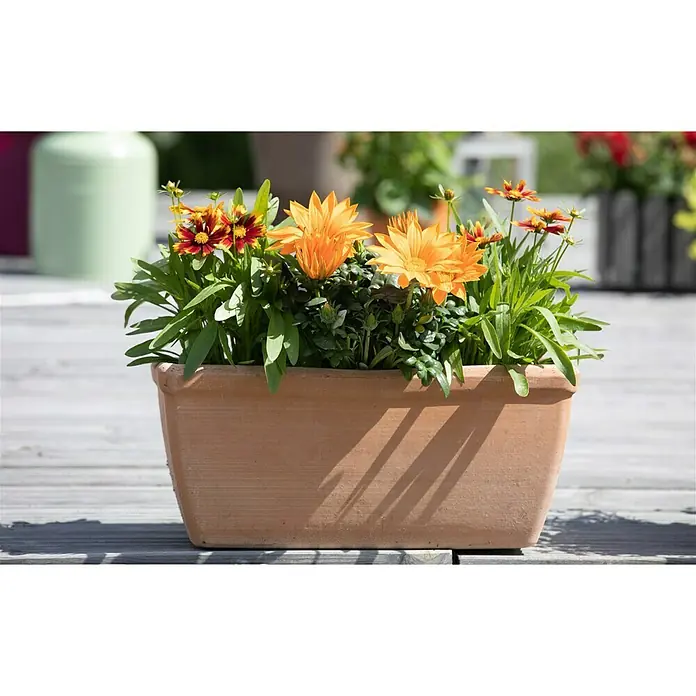 Piardino Gazania - Gazania 'Deep Orange', Topfvolumen: 13 l - Stimmungsaufnahme