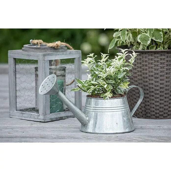 Piardino Spindelstrauch - Euonymus fortunei Harlequin, Weißbunt - Stimmungsaufnahme