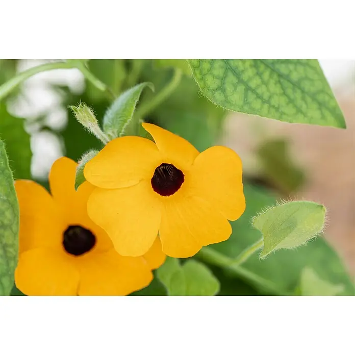 Piardino Schwarzäugige Susanne - Thunbergia alata, Pyramide, Blütenfarbe: Mehrfarbig - Detailaufnahme