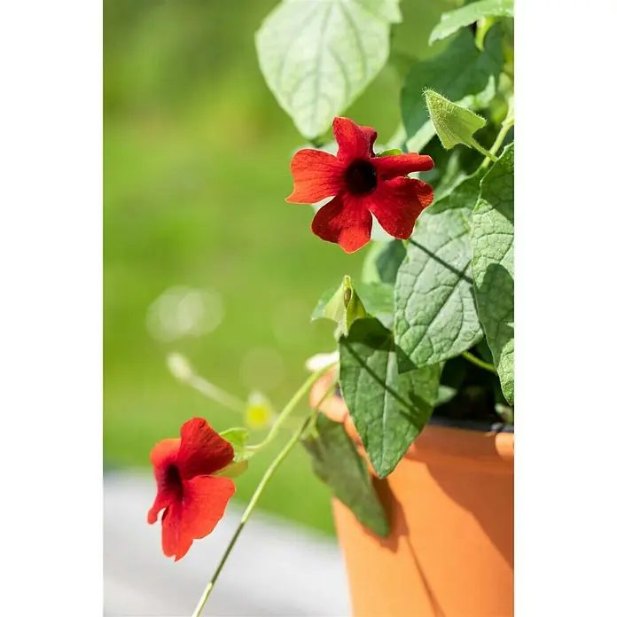 Piardino Schwarzäugige Susanne - Thunbergia alata, Pyramide, Blütenfarbe: Mehrfarbig - Detailaufnahme