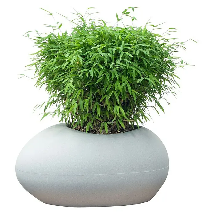Piardino Muriel-Bambus - Fargesia murielae, 5 l