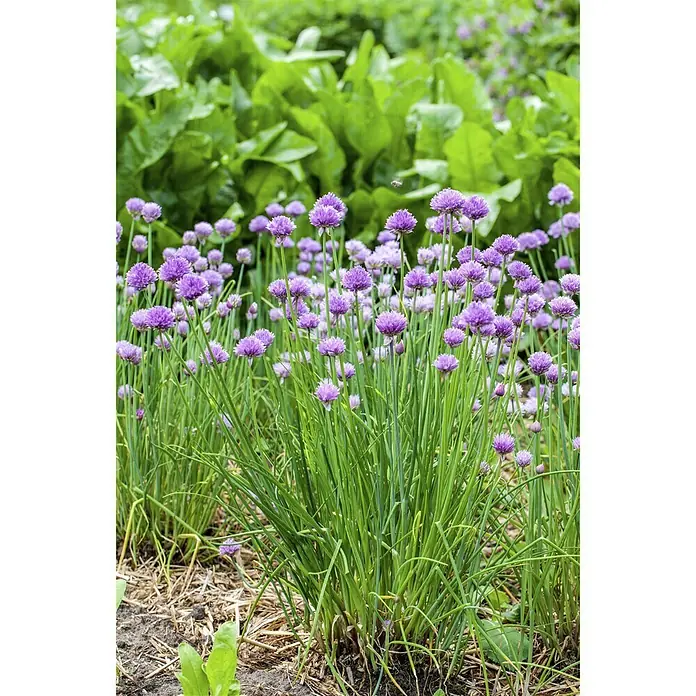 Piardino Bio Schnittlauch Bio - Allium schoenoprasum, Topfgröße: 12 cm, Erntezeit: April - September - Stimmungsaufnahme