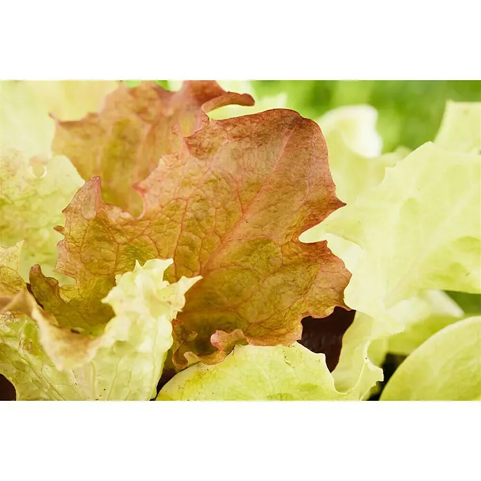 Piardino Blattsalat - Lactuca sativa var. crispa, Erntezeit: April - Oktober - Detailaufnahme