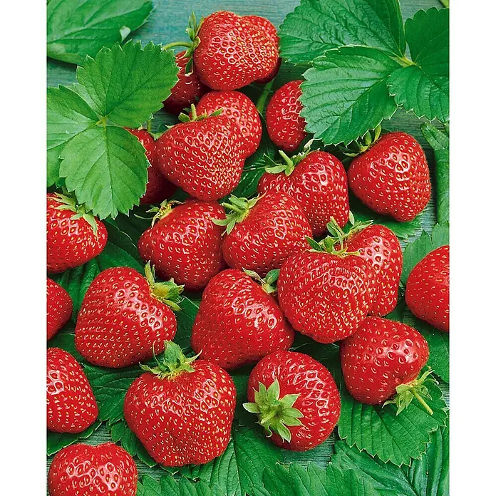 Piardino Erdbeere Honeoye - Fragaria x ananassa, 8 Stk., Erntezeit: Mai - Detailaufnahme