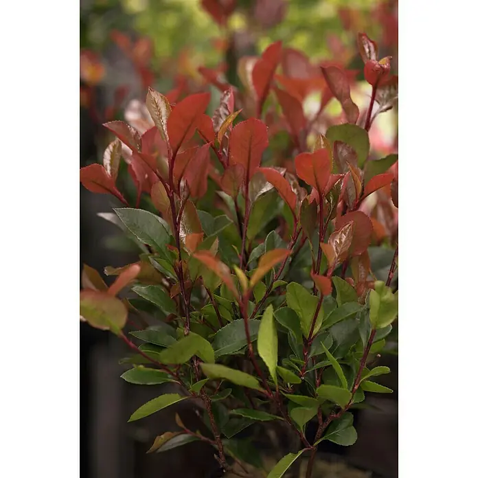 Piardino Glanzmispel - Photinia fraseri 'Red Robin', Aktuelle Wuchshöhe: 100 cm - Detailaufnahme
