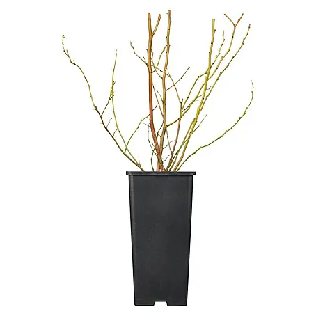Piardino  Heidelbeere Brigitta Blue