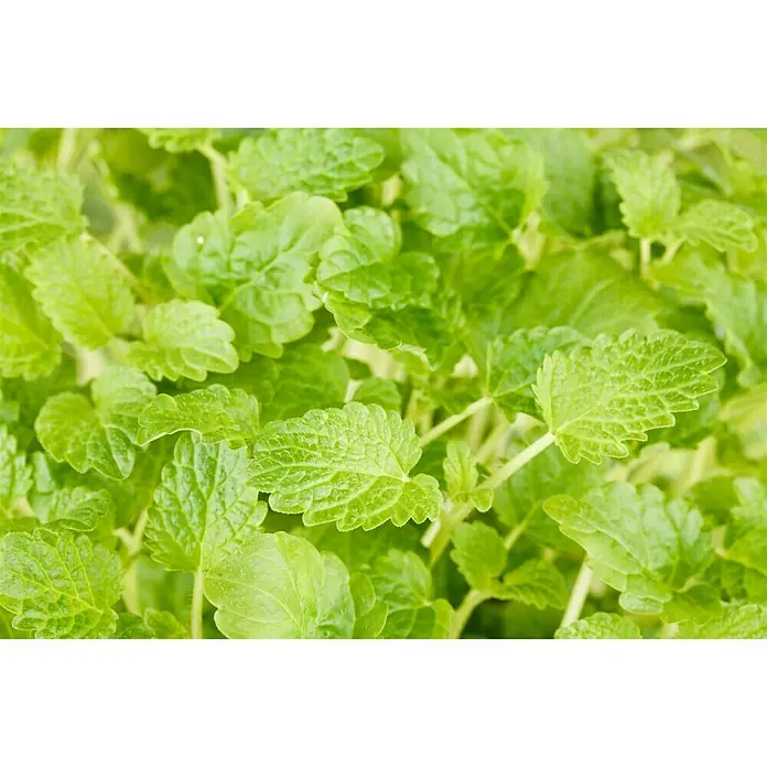 Piardino Zitronenmelisse - Melissa officinalis, Topfgröße: 14 cm - Detailaufnahme