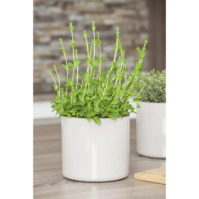 Piardino Pfefferminze - Mentha x piperita - Detailaufnahme