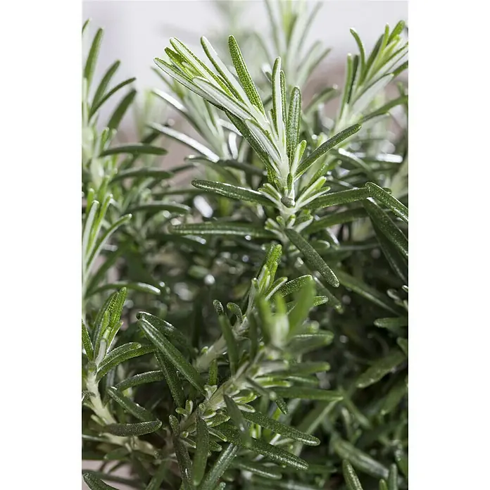 Piardino Rosmarin Prostratus - Rosmarinus officinalis - Detailaufnahme