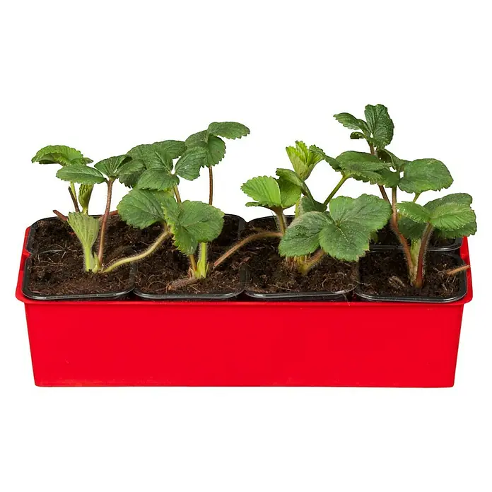 Piardino Erdbeere Mieze Schindler - Fragaria x ananassa, 8 Stk., Erntezeit: Juni - August - Vorderansicht