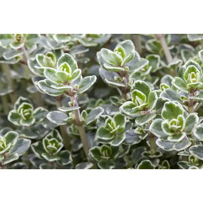 Piardino Echter Thymian - Thymus vulgaris - Detailaufnahme