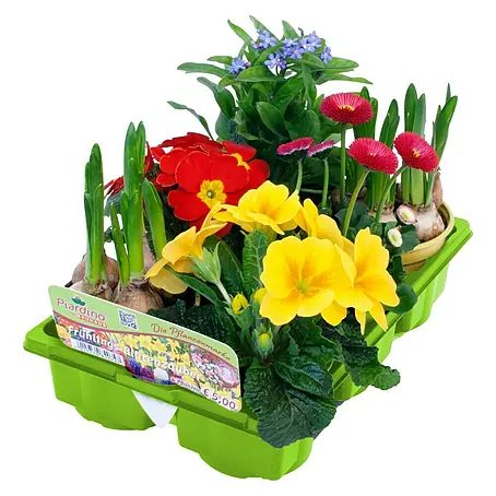Piardino  Frühlingsblumenzwiebel-Mix Mix