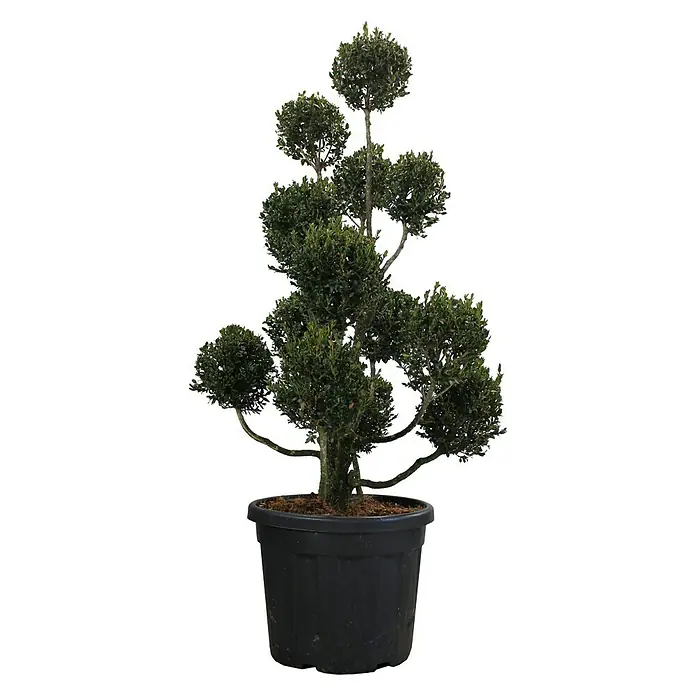 Piardino Koniferen-Mix Toskana - Cupressus Sempervirens - Vorderansicht